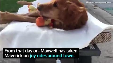 Dog battling cancer gets sweet wagon ride around town | Rare Animals