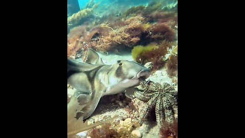 Shark snatches a free meal from an 11-armed starfish near Portsea, Victoria