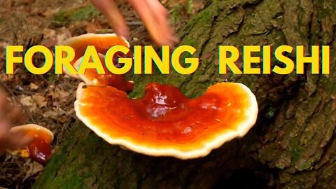 The Ultimate Guide to Reishi Mushrooms. Foraging Wild Medicinal Mushrooms + Ghost Pipe Flowers.