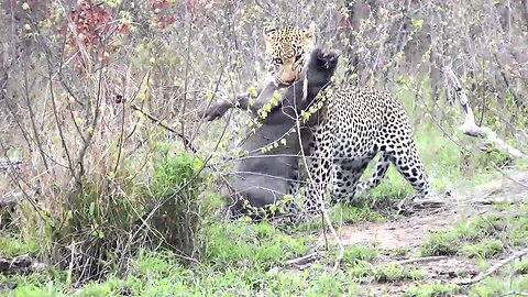 Leopard kills a Warthog at Londolozi Game Reserve