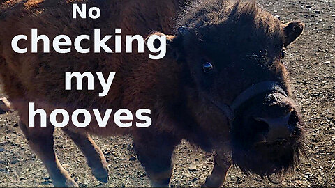 How to check a bison's hooves.