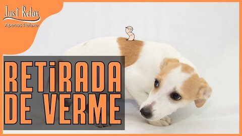 Remoção de Berne de Cachorro - Parasitic Worm Removal from a Dog - Just Relax | Apenas Relaxe