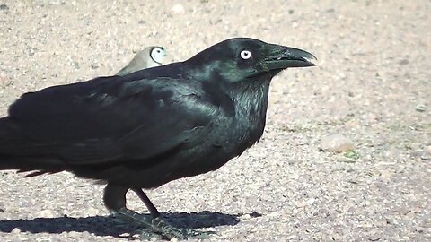 Australian Raven (Corvus coronoides) (•▽•)