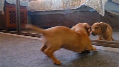 Dog Fights With Himself In Front Of Mirror | Dog Fighting | Cute Dogs