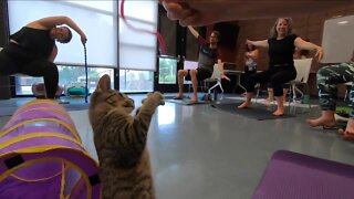 Enjoy a yoga class with adoptable kitties through Denver Animal Shelter's Cats on Mats program