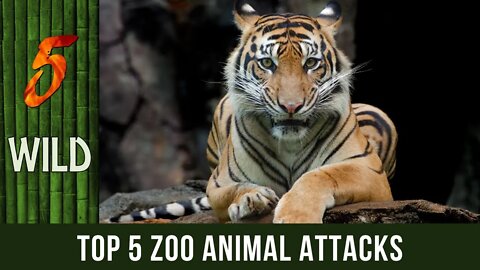 Top 5 Zoo Animals That Killed Their Handler | 5 WILD