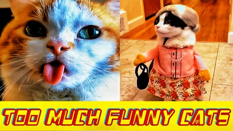 Funniest Cats 🐱🤣 NEW FUNNY ANIMALS VIDEOS 2023 🐱🐶