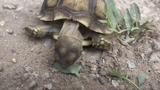 Sulcata tortoise eating