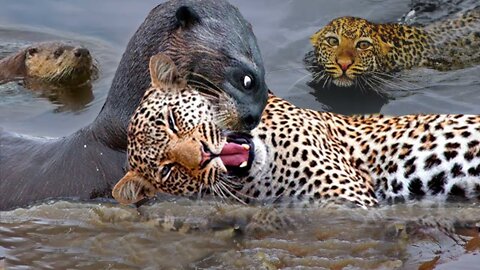 Strange Scene! Mother Giant Otter Bite The Jaguar's Mouth Off To Protect Her Baby - Jaguar Failed