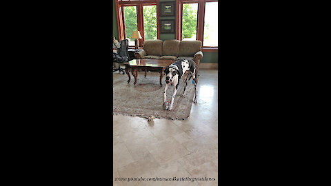 Great Dane can't stop howling from squeaky toy