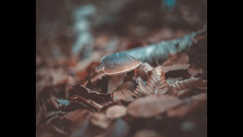 les champignons