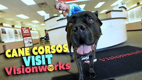 Cane Corsos Attack Vision Works Employees With Cuteness