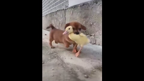 animal funny video short