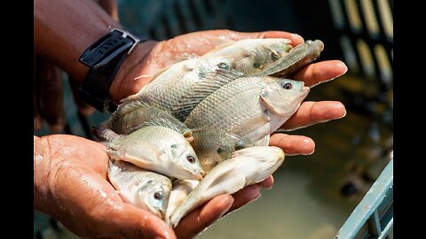 Feeding Tilapia for Free!