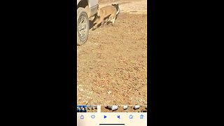 Puppy acts embarrassed after running into truck!!!😂🤠