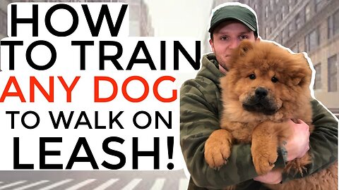 How to train your puppy not to pull on the leash- Dog training with positive reinforcement