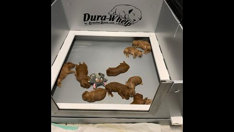 Dura Whelp Breeder Box Review