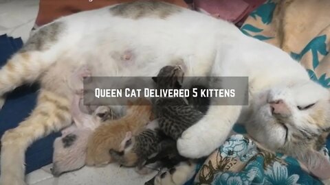Pregnant Cat giving Birth to 5 Kittens - Cat in Labor