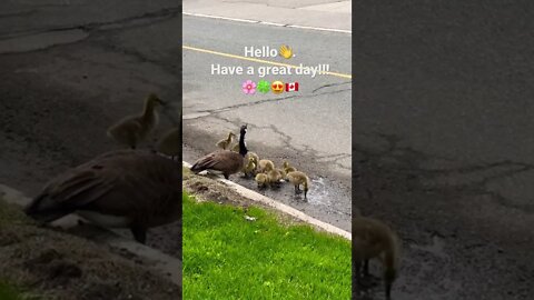 Canada Geese & Goslings Drinking Water 🌸🍀😍🇨🇦 | Greetings | Uplifting shorts | Journal