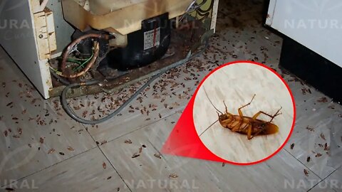 How to Get Rid of Roaches for Good (Fast & Naturally)