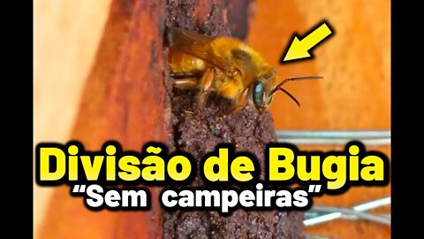 Divisão de Bugia sem campeiras | Abelha Uruçu amarela Melipona mondury