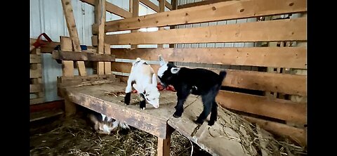 Baby goat ZOOMIES! | Introducing baby goats to the herd | Surprise Challenge for Gummy
