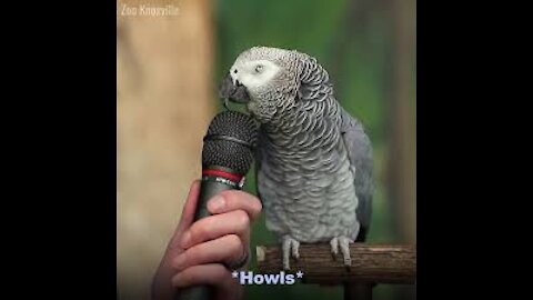 Watch a parrot speak, but loves to imitate a cat