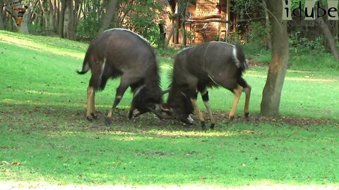 Nyala Bulls Battle For Dominance On The Lawn!