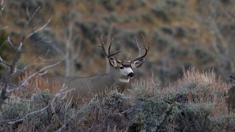 Mule deer buck on public land