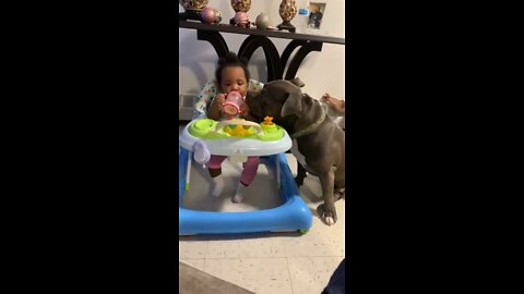 Dog drinking baby sipping cup