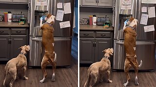 Clever Dog Helps Himself To Ice Cubes