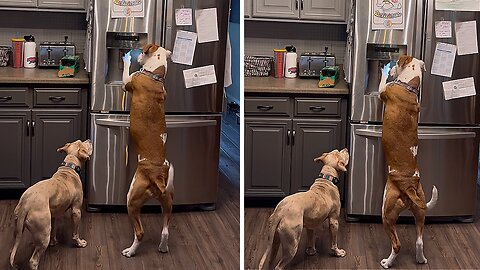 Clever Dog Helps Himself To Ice Cubes