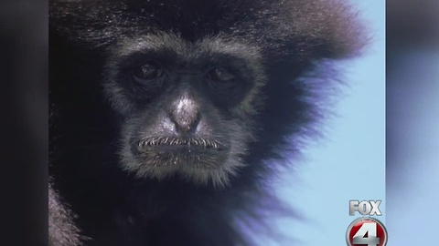 Naples Zoo searches for missing gibbon