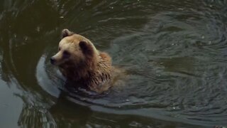 Brown Bear | wild animals (episode 6)