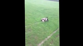 French Bulldog loves to run & slide for fun