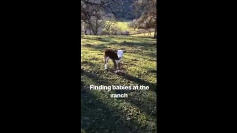 Finding babies at the ranch