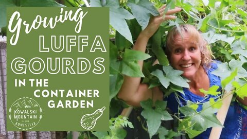 Growing Luffa Gourds in the Container Garden | Growing Luffa Sponges