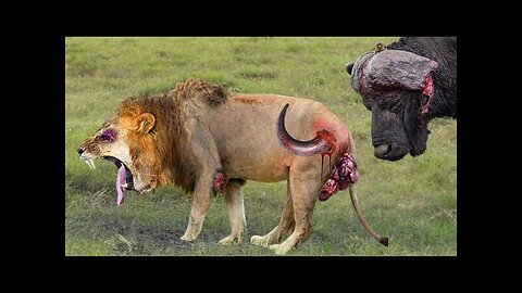 Shocking Moments When Painful Lions