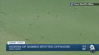 Sharks spotted in Pasco County