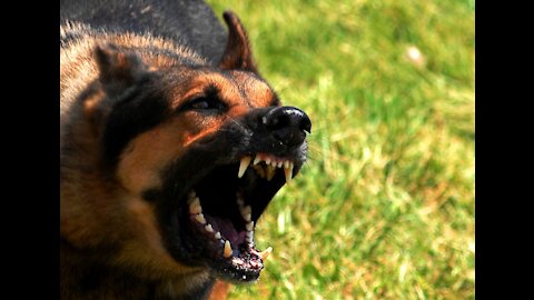 How To Make Dog Become Fully Aggressive With Few Simple Tips