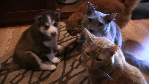 Trio of cats welcome husky puppy to the family
