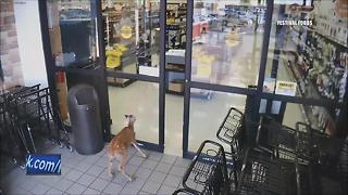 Deer walks through Festival Foods store