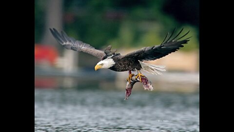 Eagle's fishing strategy