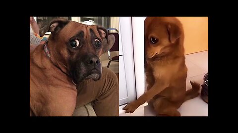 Funny Dogs Reactions & Moments & Fails 2023 Part 1 - Awesome Pet Animals Videos