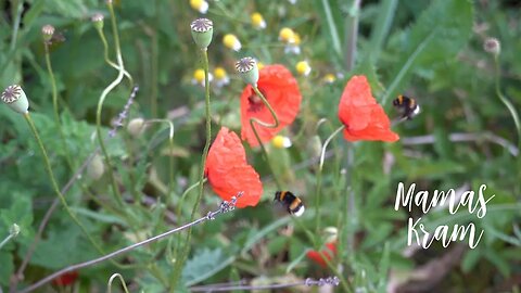 Mom's Diary, June 15 to 19 - Bumble bees, poppies and leggy tomatoes