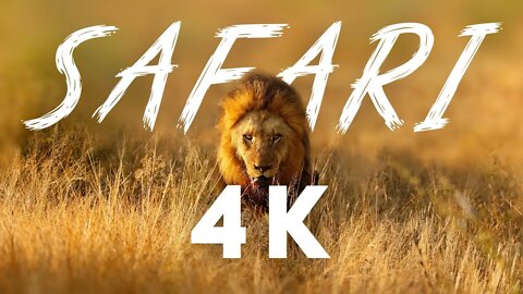 African Safari 4k | 4k Video Ultra HD Wild Animals | Wildlife Videos - Beautiful Animals and Birds