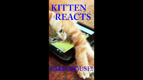 Funny Kitten Reaction to Computer Mouse!