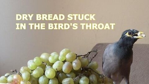 Today I put dry bread and green grapes to eat funny birds.