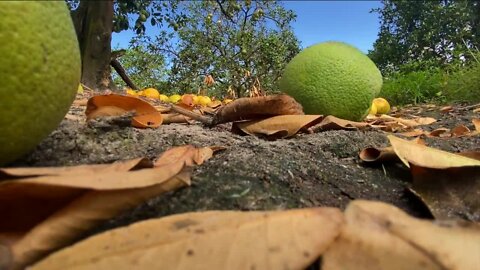 Hurricane Ian impacts to Florida citrus groves