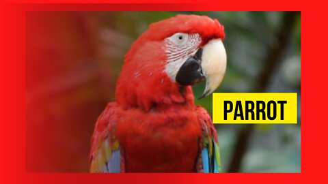 THE PARROT